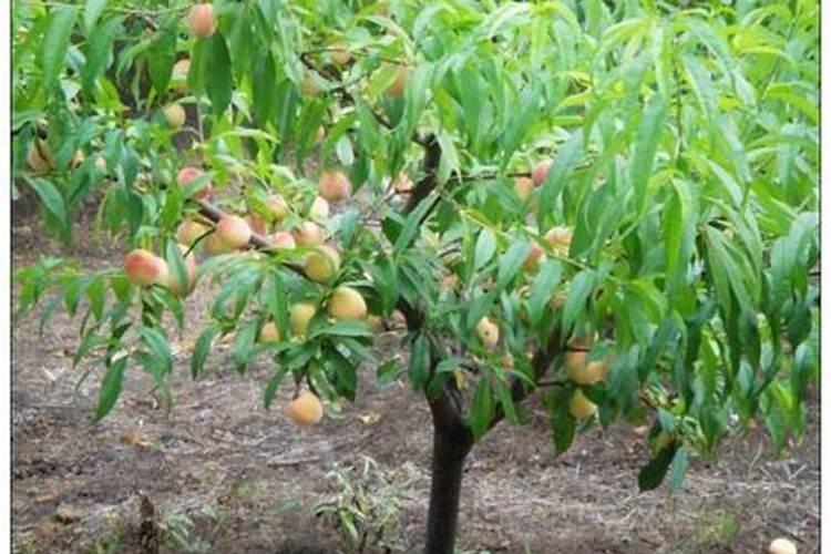 五彩椒需要剪枝或打顶吗