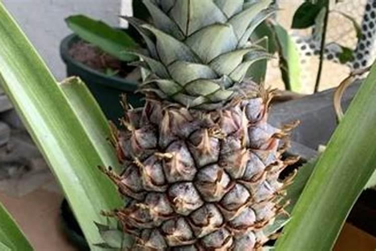 菠萝的施肥方法是什么