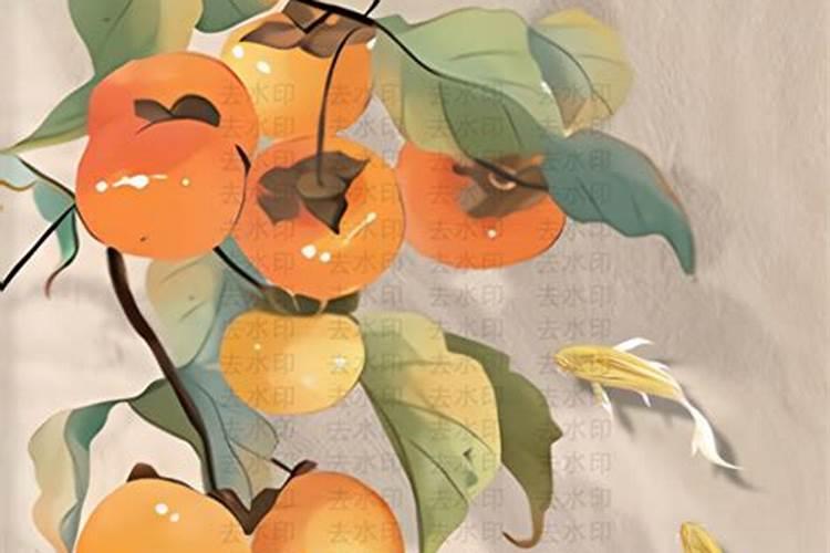 柿子杆有裂口怎么回事