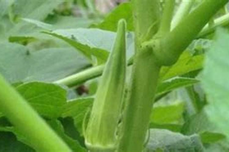 酸性土壤改良方法用什么肥 土壤酸性过高怎么施肥改良