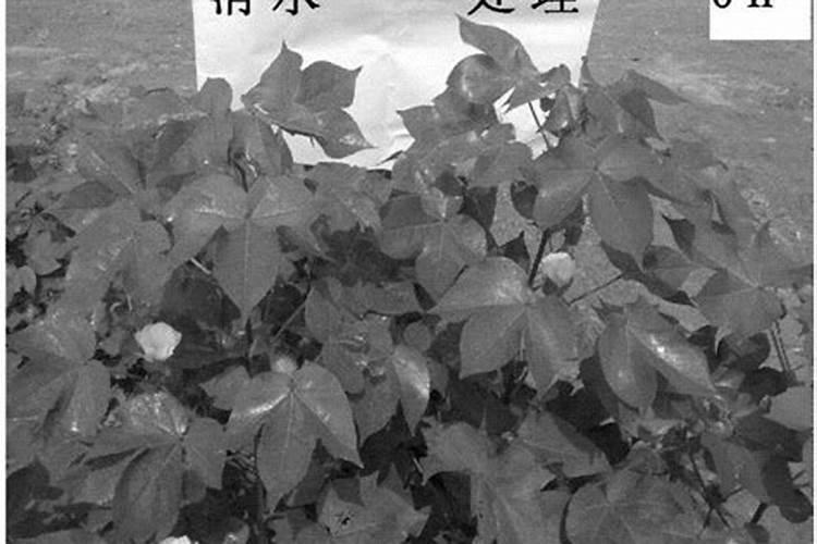 针状肥是什么？