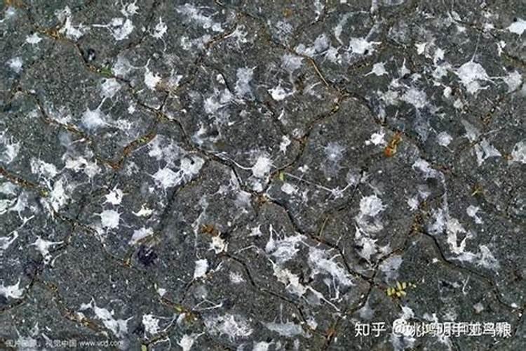 西沙群岛的鸟粪为什么是宝贵的肥料