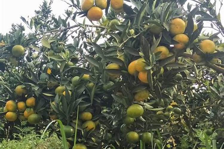 微量元素水溶肥对柑橘有什么作用？