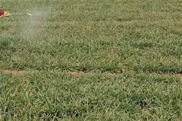 新栽葡萄小树需要土壤水分多少？