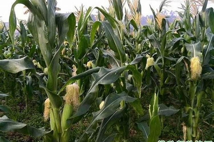 一亩地玉米究竟要施多少化肥