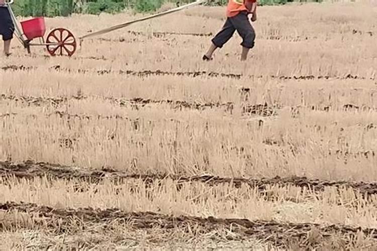 大豆需肥规律 如何追肥 怎么施肥