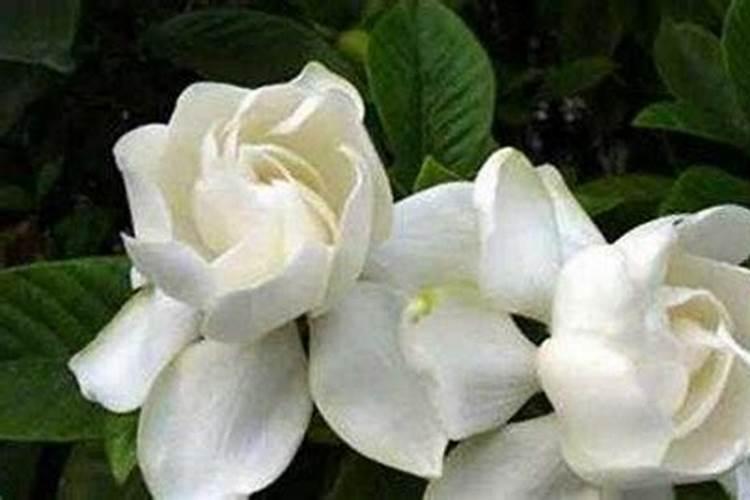 叶面肥钙和硼能混合使用吗