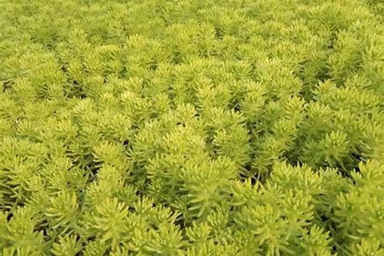 水稻快速脱氮的方法