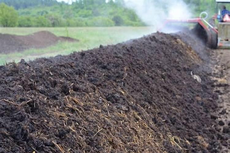 怎么种植双孢姑？怎么发酵牛粪？