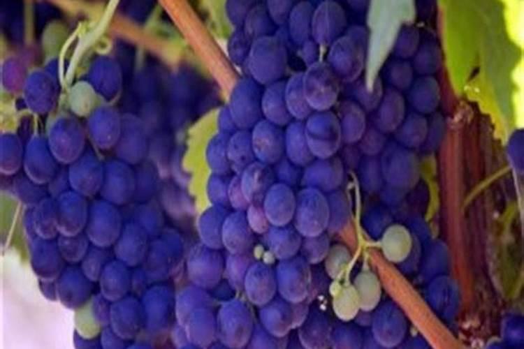 种植葡萄用木醋液哪个品牌好