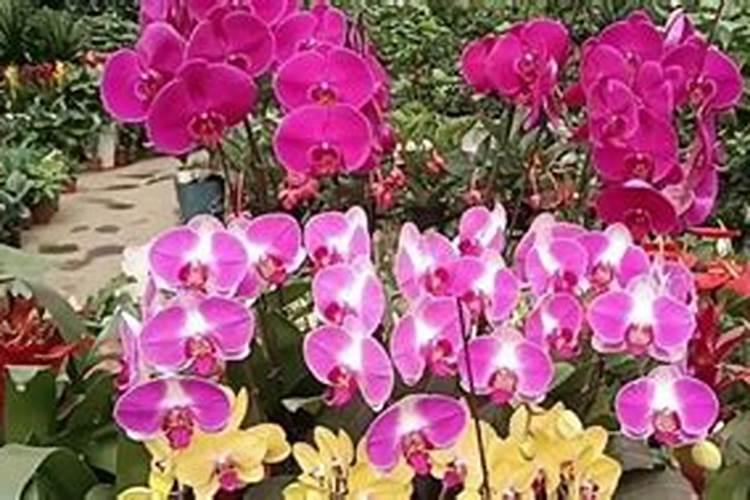 醋做叶面肥的比例和效果如何？