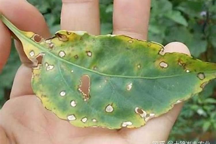 叶面肥喷施后几小时下雨不影响效果