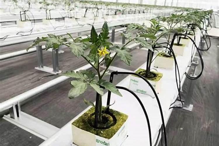 硼肥兑水稀释倍数