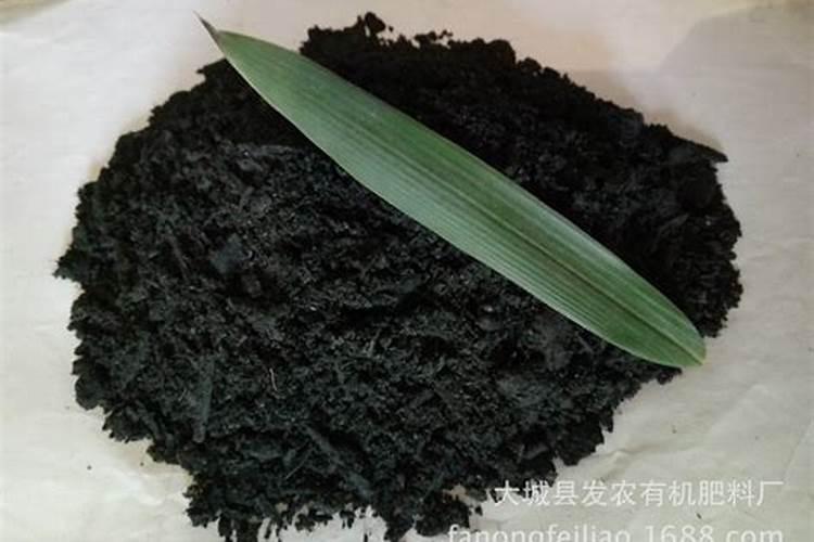 草木灰适合养什么花