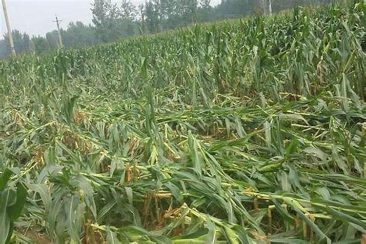 种植土豆不下底肥用沟施可以么