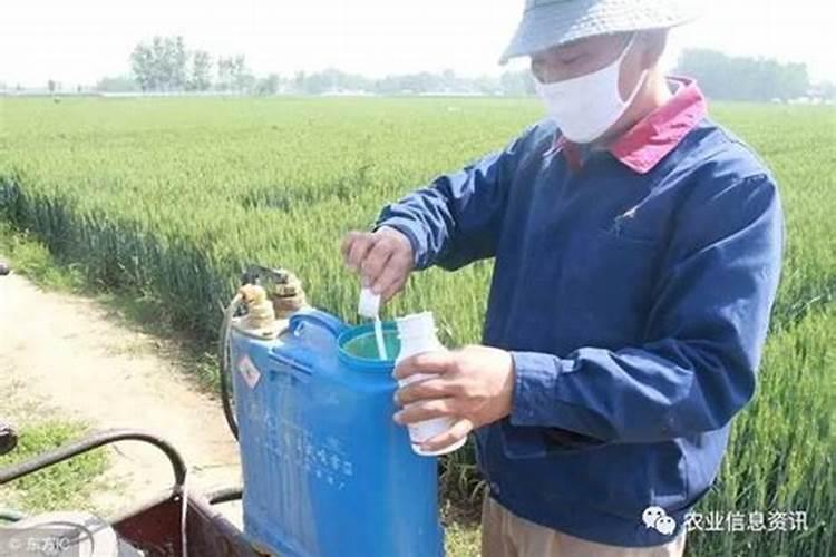 豌豆高产种植技术 豌豆怎么施肥