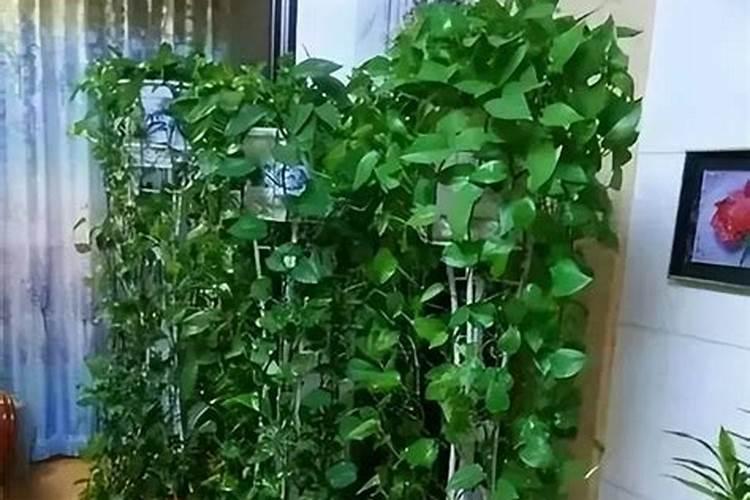 山西小禹植物营养科技有限公司怎么样