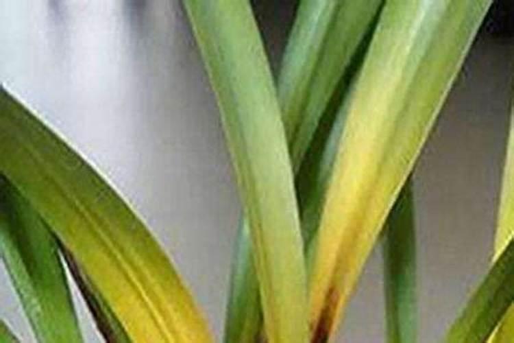 杜鹃花怎么施肥