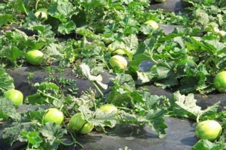 赞美新疆棉花的优美句子