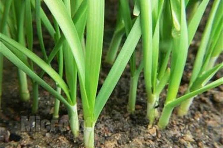 种韭菜必须要知道的十大禁忌是啥？