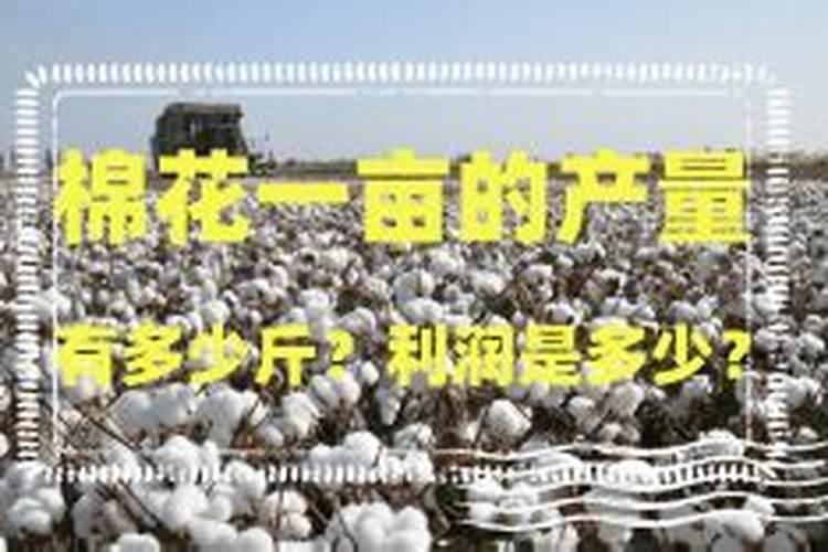 棉花种子种植方法