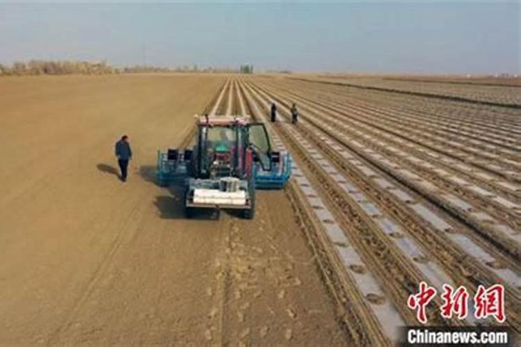 新疆棉花底肥施用用量