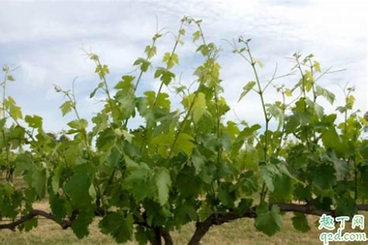 葡萄全年施肥方法根外施肥如何做