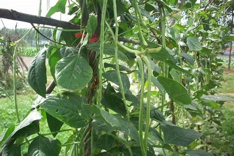 油菜苗可以喷叶面肥吗