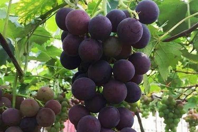 油菜施什么肥好