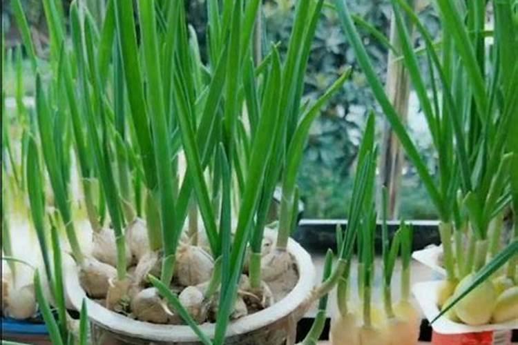 复合肥兑水浇菜几天可以吃,撒复合肥没下雨多久失效