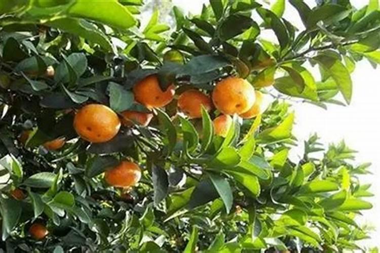 蔬菜·草莓·西甜瓜专用肥配方与施肥目录