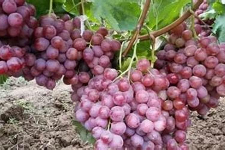 钾素肥料中钾含量的测定公式 钾肥中钾含量的测定方法