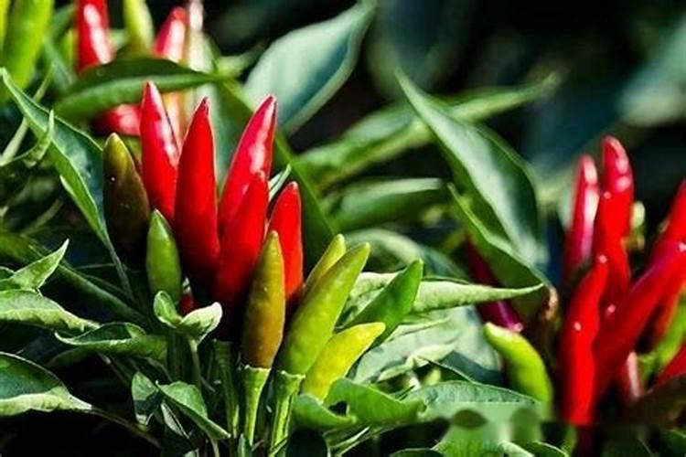 种辣椒的方法 今天就教大家种植辣椒
