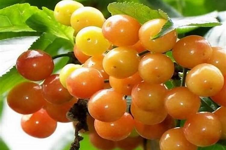 樱桃结果期冲施什么肥料好？樱桃膨果期用哪种水溶肥效果好？