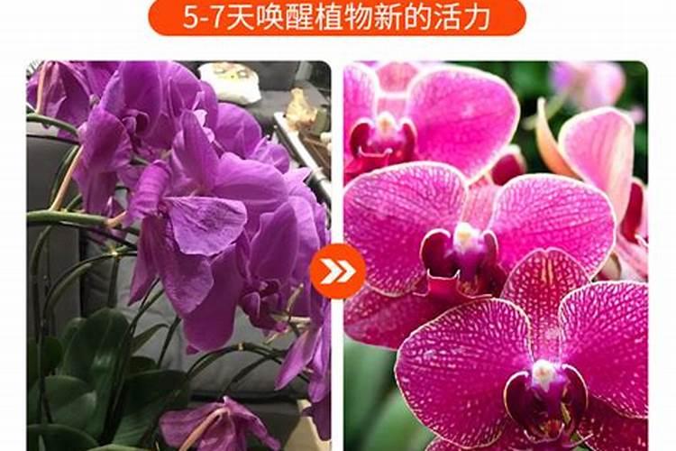 兰花专用肥有哪些