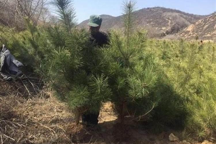 新买回来的黑松怎么养