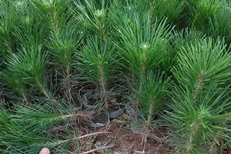 有哪些需要记住的黑松盆景养护管理技巧？