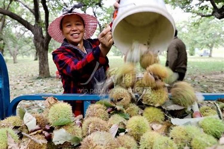 矿源黄腐酸钾在大姜后期冲施有放果吗？