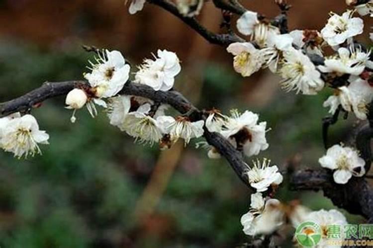 红梅花怎么养,追施薄肥防治虫害