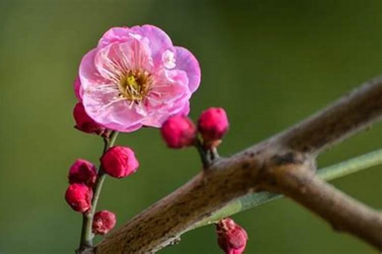 红梅花怎么养,追施薄肥防治虫害