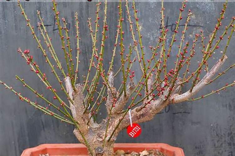 盆栽红梅什么时候长花苞