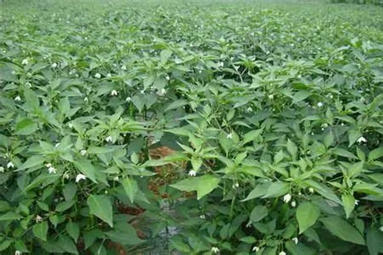 老师种小麦用什么肥料做底肥好？