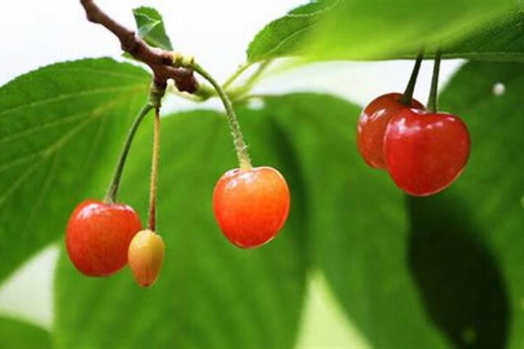 钾肥磷肥氮肥分别有什么作用