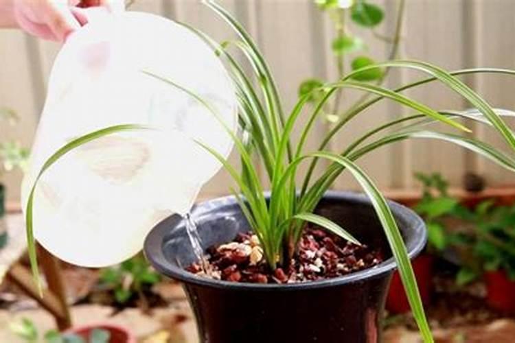 兰花换盆后多久施肥