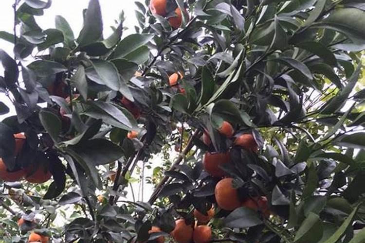 硼肥防虫片靠谱吗