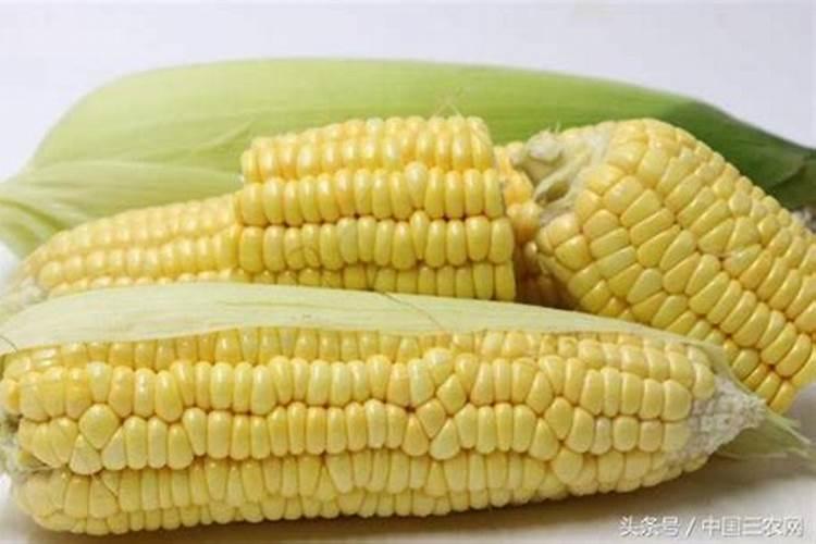 种玉米用什么肥料