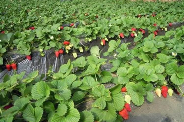 草莓要施什么肥啊