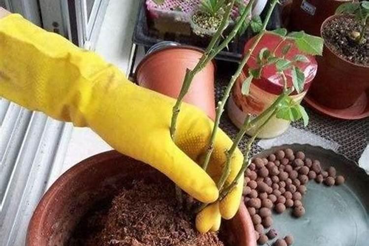 芸豆为什么突然叶子枯萎