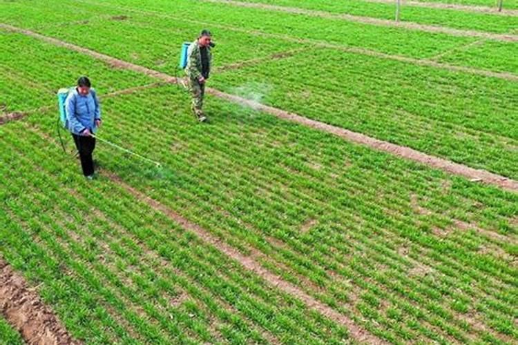 小麦叶面肥喷施要点 小麦怎么施肥