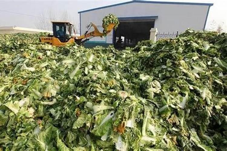 龟背竹怎么施肥？